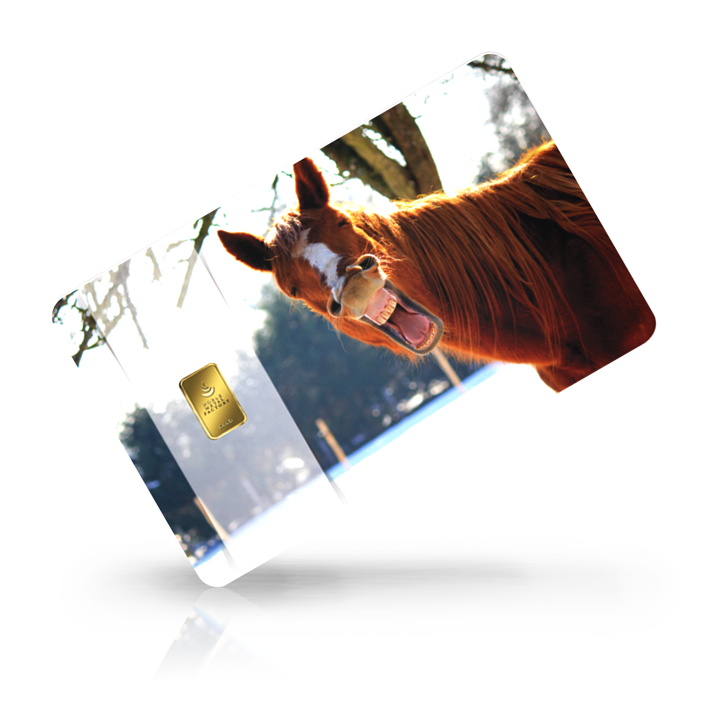 Tiere - Lachendes Pferd bei Goldreserven kaufen